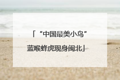 “中国最美小鸟”蓝喉蜂虎现身闽北