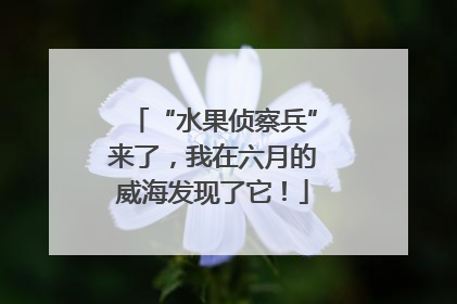 “水果侦察兵”来了，我在六月的威海发现了它！