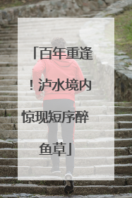 百年重逢！泸水境内惊现短序醉鱼草