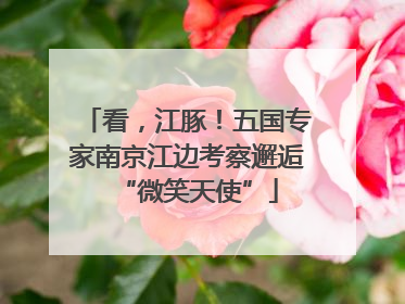 看，江豚！五国专家南京江边考察邂逅“微笑天使”