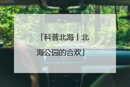 科普北海丨北海公园的合欢