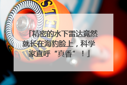 精密的水下雷达竟然就长在海豹脸上，科学家直呼“真香”！