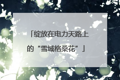 绽放在电力天路上的“雪域格桑花”