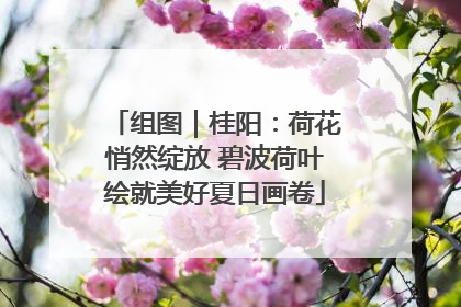 组图｜桂阳：荷花悄然绽放 碧波荷叶绘就美好夏日画卷