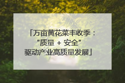 万亩黄花菜丰收季：“质量 + 安全” 驱动产业高质量发展
