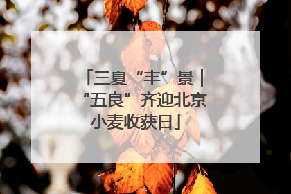 三夏“丰”景｜“五良”齐迎北京小麦收获日