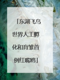 东湖飞鸟世界人工孵化和育雏首例红嘴鸥