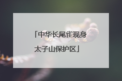中华长尾雀现身太子山保护区