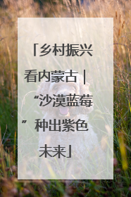 乡村振兴看内蒙古｜“沙漠蓝莓”种出紫色未来
