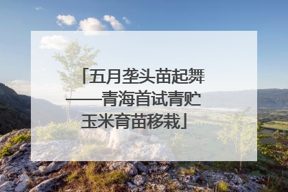 五月垄头苗起舞——青海首试青贮玉米育苗移栽
