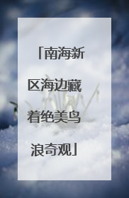 南海新区海边藏着绝美鸟浪奇观