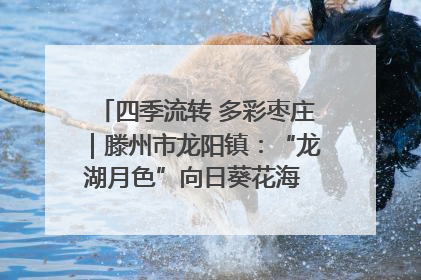 四季流转 多彩枣庄｜滕州市龙阳镇：“龙湖月色”向日葵花海 绘就乡村振兴新画卷