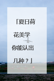 夏日荷花美学 你能认出几种？