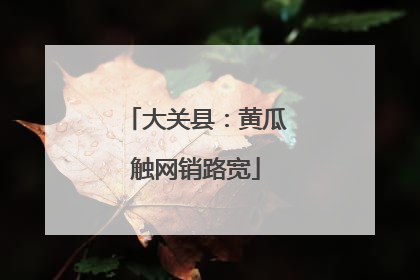 大关县：黄瓜触网销路宽