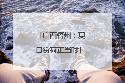 广西梧州：夏日赏荷正当时