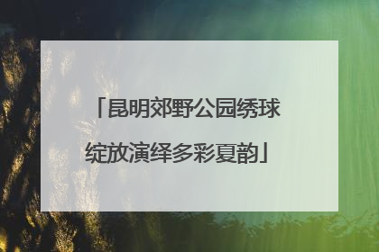昆明郊野公园绣球绽放演绎多彩夏韵