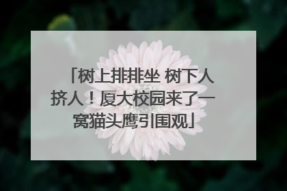 树上排排坐 树下人挤人！厦大校园来了一窝猫头鹰引围观