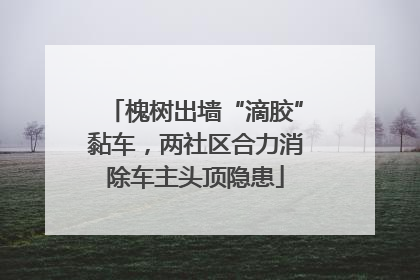 槐树出墙“滴胶”黏车，两社区合力消除车主头顶隐患