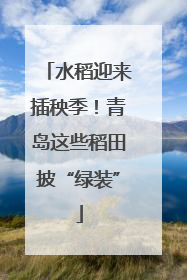 水稻迎来插秧季！青岛这些稻田披“绿装”
