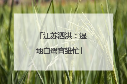 江苏泗洪：湿地白鹭育雏忙