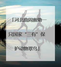 河北曲周救助一只国家“三有”保护动物翠鸟