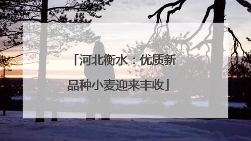 河北衡水：优质新品种小麦迎来丰收