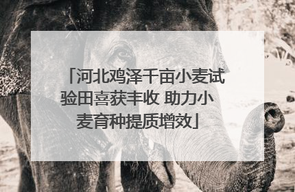 河北鸡泽千亩小麦试验田喜获丰收 助力小麦育种提质增效