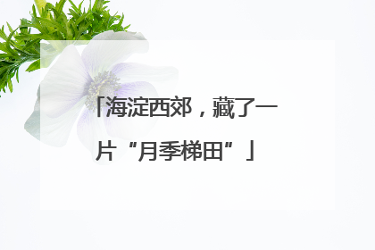 海淀西郊，藏了一片“月季梯田”