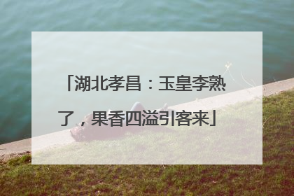 湖北孝昌：玉皇李熟了，果香四溢引客来