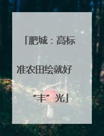 肥城：高标准农田绘就好“丰”光