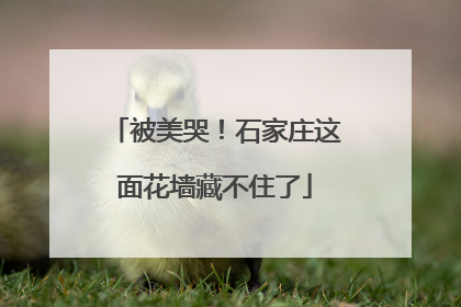被美哭！石家庄这面花墙藏不住了