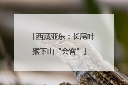 西藏亚东：长尾叶猴下山“会客”