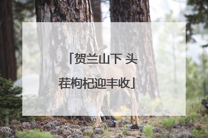 贺兰山下 头茬枸杞迎丰收