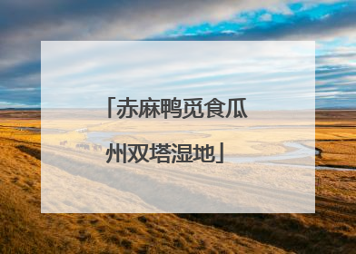 赤麻鸭觅食瓜州双塔湿地