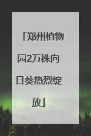 郑州植物园2万株向日葵热烈绽放