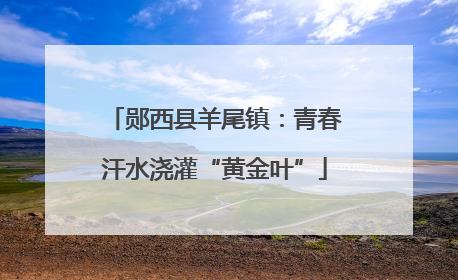 郧西县羊尾镇：青春汗水浇灌“黄金叶”