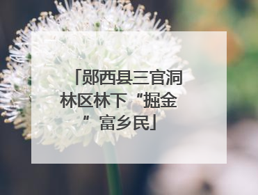 郧西县三官洞林区林下“掘金”富乡民