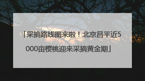 采摘路线图来啦！北京昌平近5000亩樱桃迎来采摘黄金期