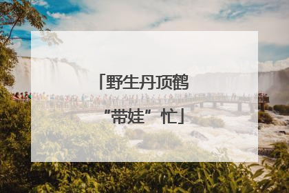 野生丹顶鹤“带娃”忙