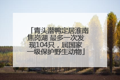 青头潜鸭定居淮南焦岗湖 最多一次发现104只，属国家一级保护野生动物