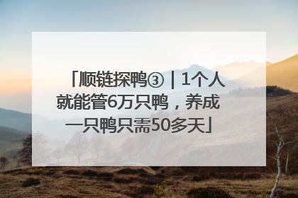 顺链探鸭③｜1个人就能管6万只鸭，养成一只鸭只需50多天
