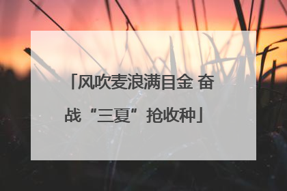 风吹麦浪满目金 奋战“三夏”抢收种