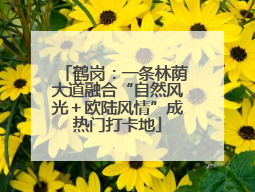 鹤岗：一条林荫大道融合“自然风光＋欧陆风情”成热门打卡地