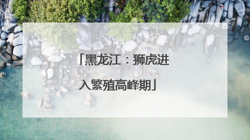 黑龙江：狮虎进入繁殖高峰期