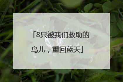 8只被我们救助的鸟儿，重回蓝天